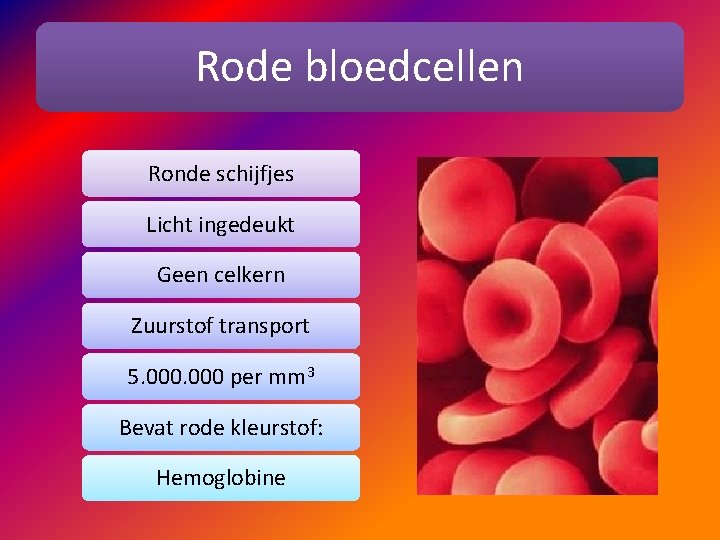 Rode bloedcellen Ronde schijfjes Licht ingedeukt Geen celkern Zuurstof transport 5. 000 per mm