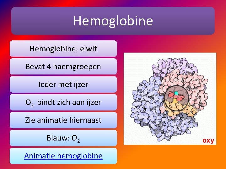 Hemoglobine: eiwit Bevat 4 haemgroepen Ieder met ijzer O 2 bindt zich aan ijzer