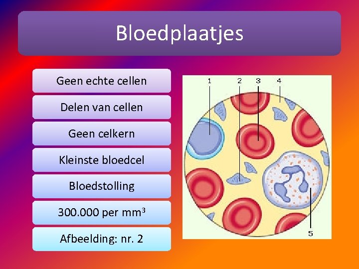 Bloedplaatjes Geen echte cellen Delen van cellen Geen celkern Kleinste bloedcel Bloedstolling 300. 000