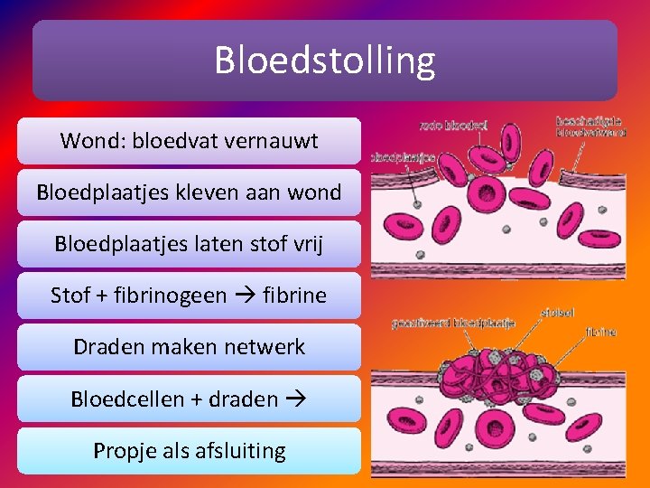 Bloedstolling Wond: bloedvat vernauwt Bloedplaatjes kleven aan wond Bloedplaatjes laten stof vrij Stof +