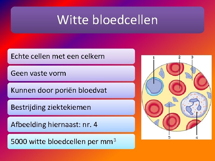 Witte bloedcellen Echte cellen met een celkern Geen vaste vorm Kunnen door poriën bloedvat