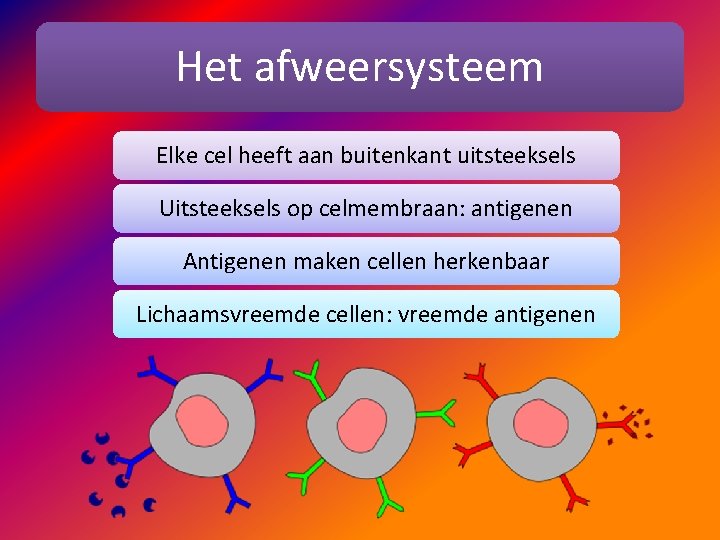 Het afweersysteem Elke cel heeft aan buitenkant uitsteeksels Uitsteeksels op celmembraan: antigenen Antigenen maken