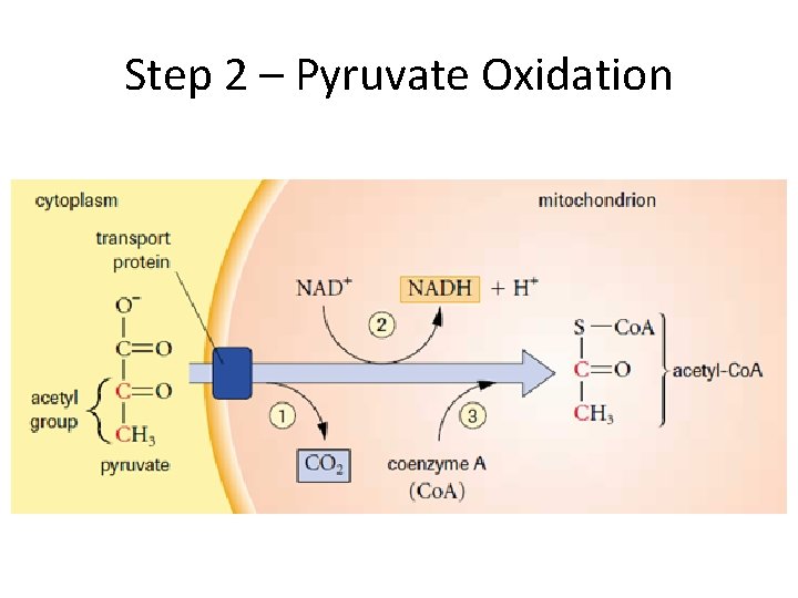 Step 2 – Pyruvate Oxidation 