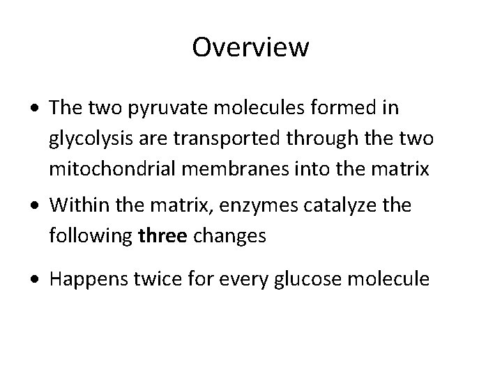 Overview The two pyruvate molecules formed in glycolysis are transported through the two mitochondrial