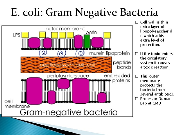 E. coli: Gram Negative Bacteria � Cell wall is thin extra layer of lipopolysaccharid