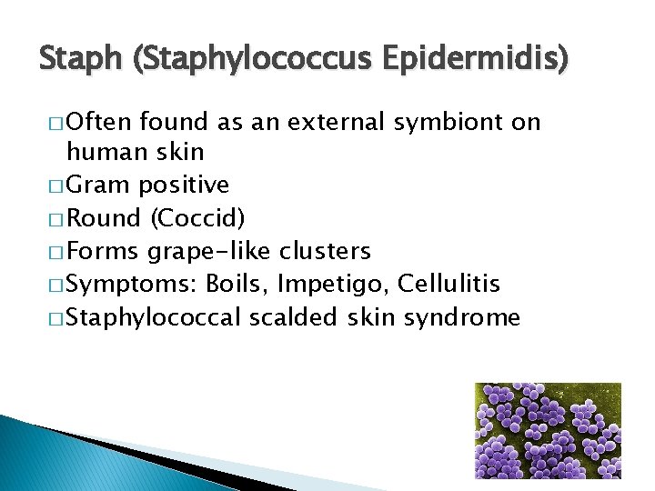 Staph (Staphylococcus Epidermidis) � Often found as an external symbiont on human skin �