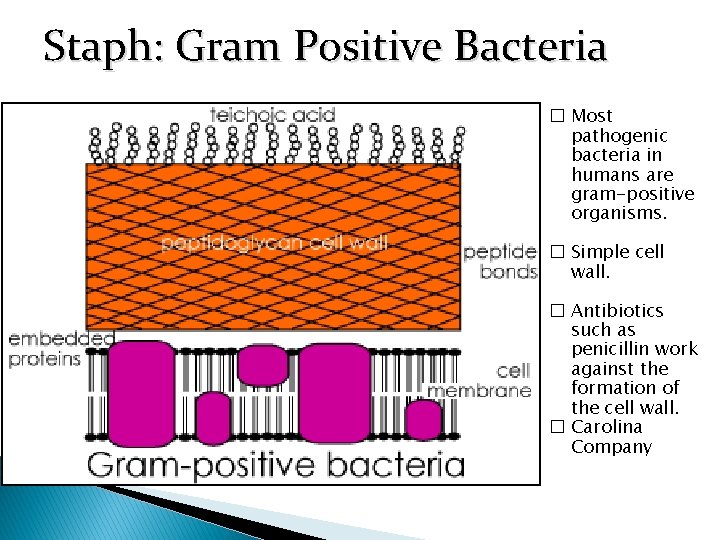 Staph: Gram Positive Bacteria � Most pathogenic bacteria in humans are gram-positive organisms. �