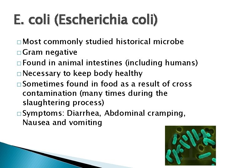 E. coli (Escherichia coli) � Most commonly studied historical microbe � Gram negative �