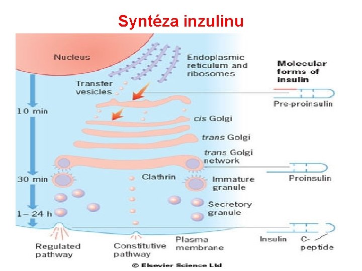 Syntéza inzulinu 