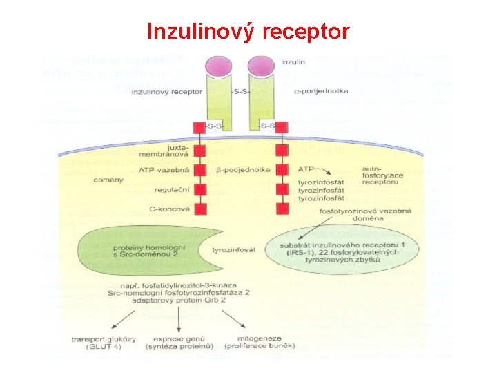 Inzulinový receptor 