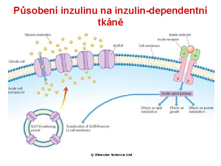 Působení inzulinu na inzulin-dependentní tkáně 