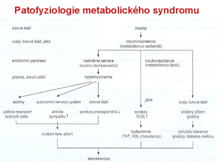 Patofyziologie metabolického syndromu 
