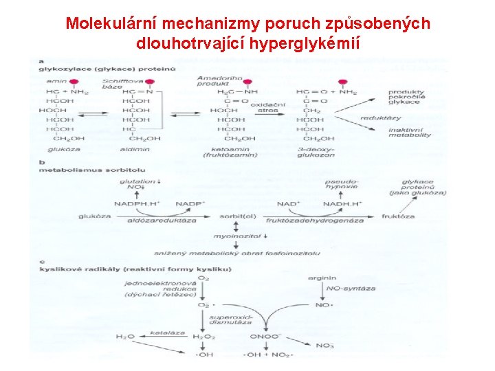 Molekulární mechanizmy poruch způsobených dlouhotrvající hyperglykémií 