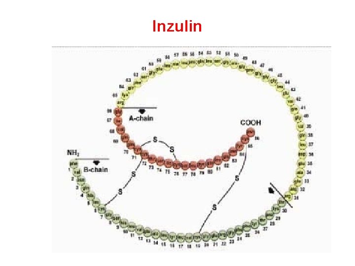Inzulin 