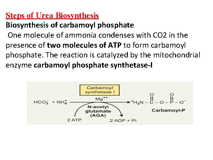 Steps of Urea Biosynthesis of carbamoyl phosphate One molecule of ammonia condenses with CO