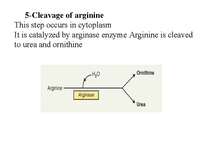 5 -Cleavage of arginine This step occurs in cytoplasm It is catalyzed by arginase