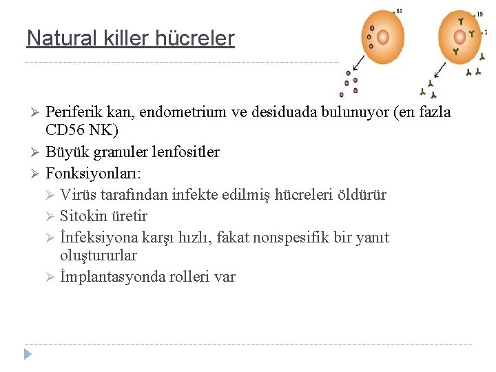 Natural killer hücreler Periferik kan, endometrium ve desiduada bulunuyor (en fazla CD 56 NK)