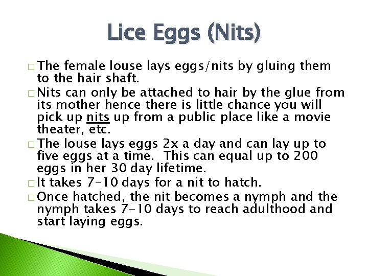Lice Eggs (Nits) � The female louse lays eggs/nits by gluing them to the
