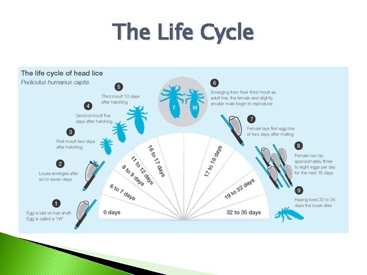 The Life Cycle 