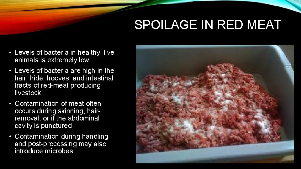 SPOILAGE IN RED MEAT • Levels of bacteria in healthy, live animals is extremely