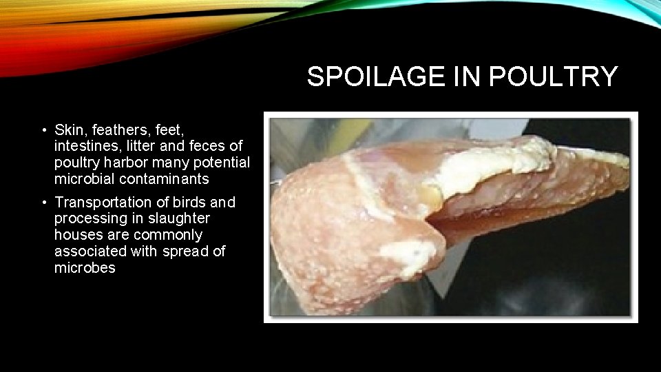 SPOILAGE IN POULTRY • Skin, feathers, feet, intestines, litter and feces of poultry harbor