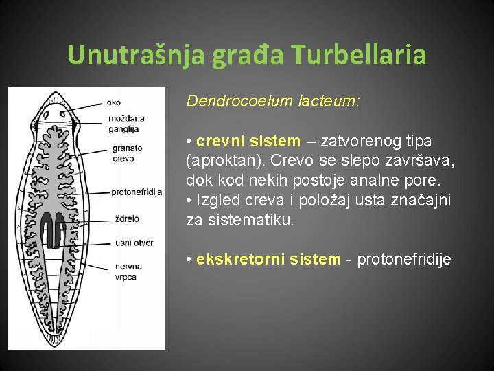 Unutrašnja građa Turbellaria Dendrocoelum lacteum: • crevni sistem – zatvorenog tipa (aproktan). Crevo se