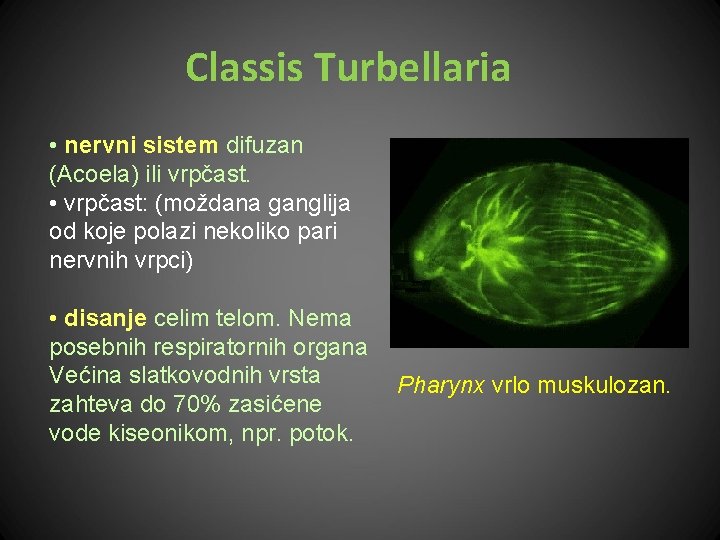 Classis Turbellaria • nervni sistem difuzan (Acoela) ili vrpčast. • vrpčast: (moždana ganglija od