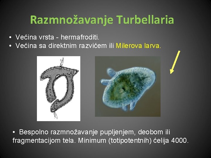 Razmnožavanje Turbellaria • Većina vrsta - hermafroditi. • Većina sa direktnim razvićem ili Milerova