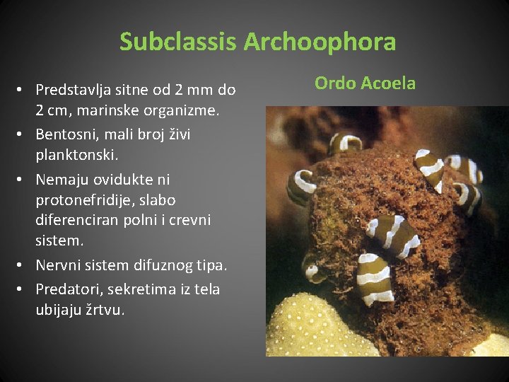 Subclassis Archoophora • Predstavlja sitne od 2 mm do 2 cm, marinske organizme. •