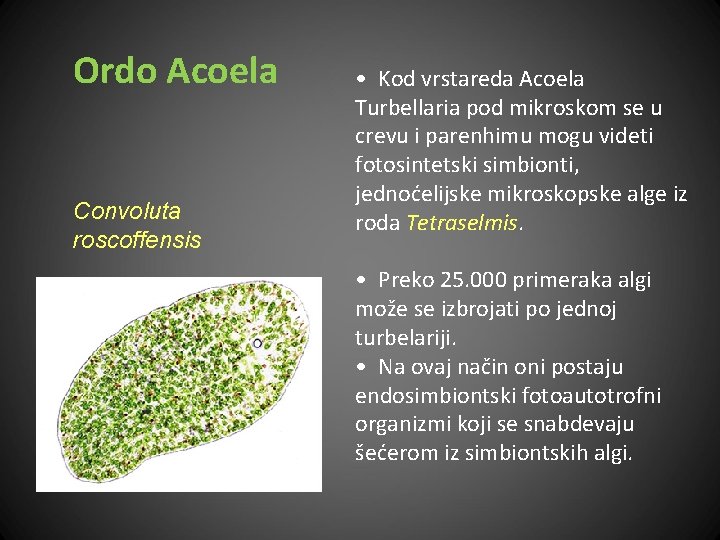 Ordo Acoela Convoluta roscoffensis • Kod vrstareda Acoela Turbellaria pod mikroskom se u crevu