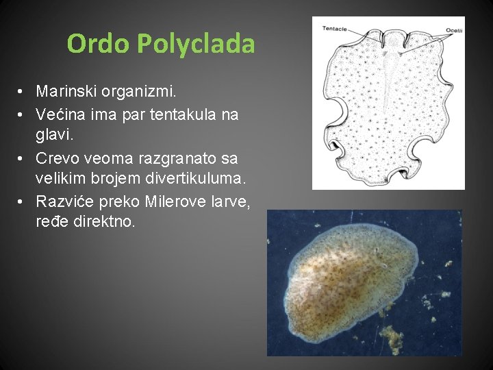 Ordo Polyclada • Marinski organizmi. • Većina ima par tentakula na glavi. • Crevo