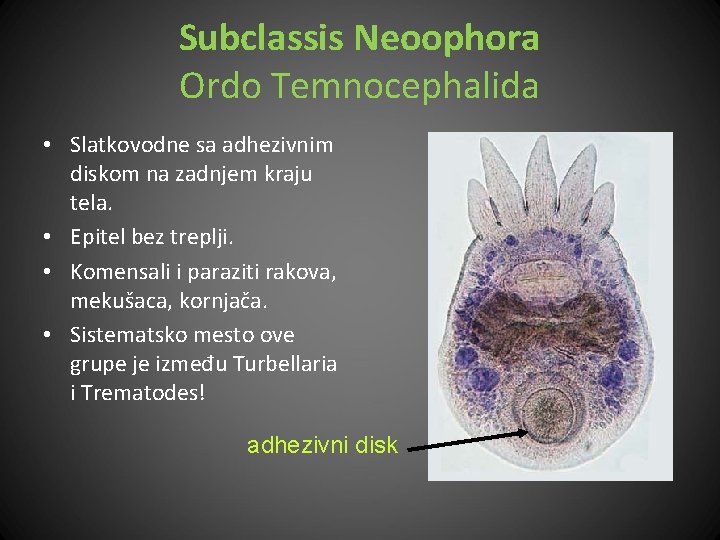 Subclassis Neoophora Ordo Temnocephalida • Slatkovodne sa adhezivnim diskom na zadnjem kraju tela. •