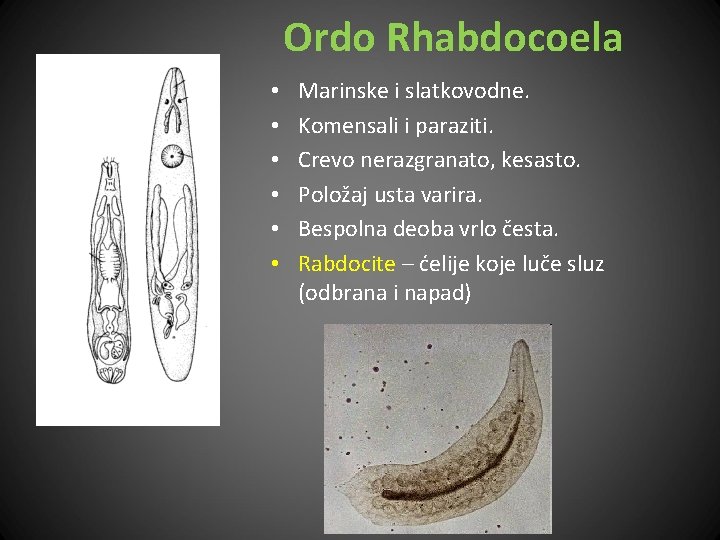 Ordo Rhabdocoela • • • Marinske i slatkovodne. Komensali i paraziti. Crevo nerazgranato, kesasto.