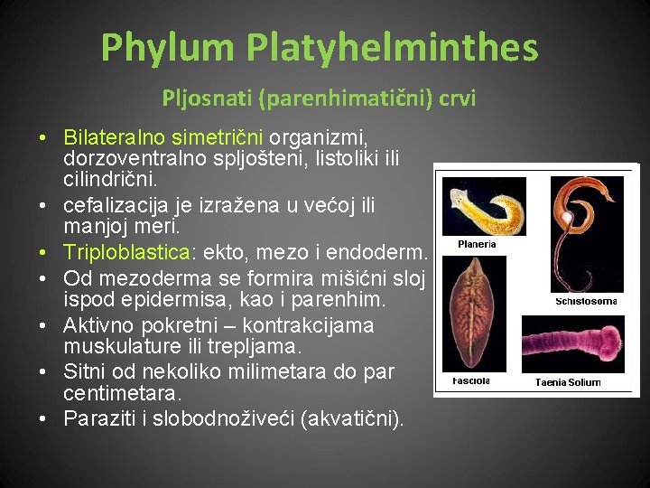 Phylum Platyhelminthes Pljosnati (parenhimatični) crvi • Bilateralno simetrični organizmi, dorzoventralno spljošteni, listoliki ili cilindrični.