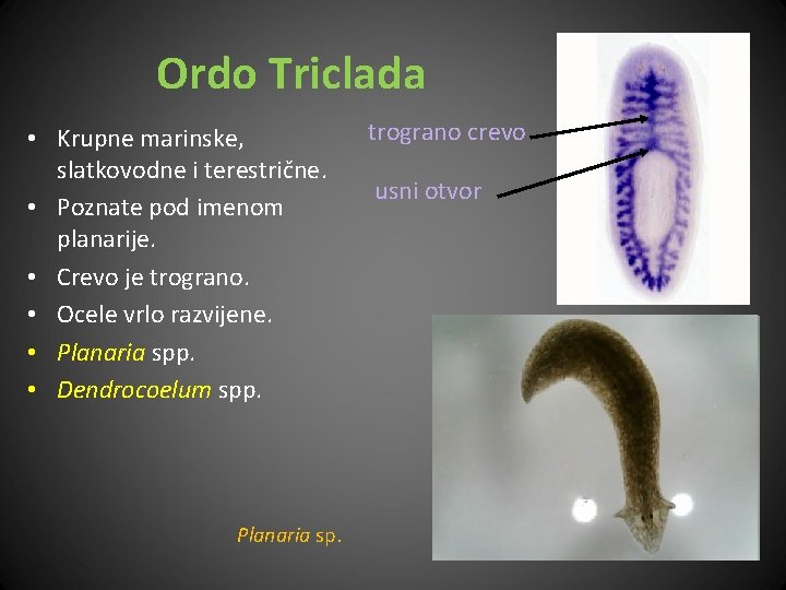 Ordo Triclada • Krupne marinske, slatkovodne i terestrične. • Poznate pod imenom planarije. •