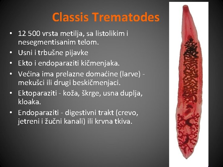 Classis Trematodes • 12 500 vrsta metilja, sa listolikim i nesegmentisanim telom. • Usni