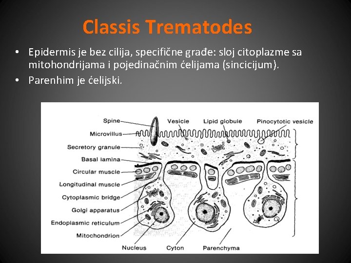 Classis Trematodes • Epidermis je bez cilija, specifične građe: sloj citoplazme sa mitohondrijama i