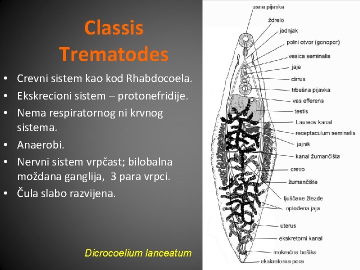 Classis Trematodes • Crevni sistem kao kod Rhabdocoela. • Ekskrecioni sistem – protonefridije. •