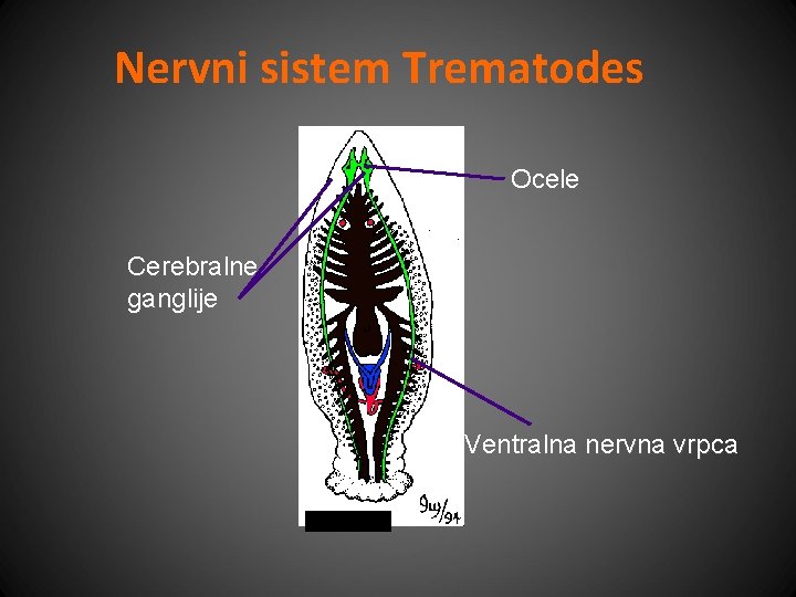 Nervni sistem Trematodes Ocele Cerebralne ganglije Ventralna nervna vrpca 