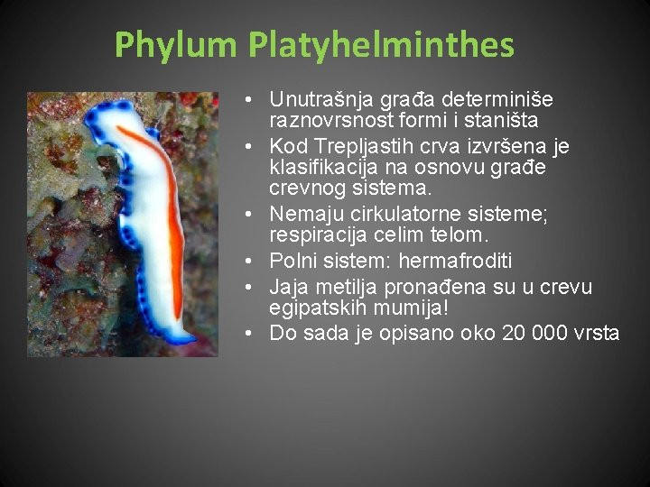 Phylum Platyhelminthes • Unutrašnja građa determiniše raznovrsnost formi i staništa • Kod Trepljastih crva