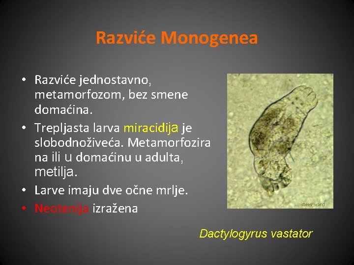 Razviće Monogenea • Razviće jednostavno, metamorfozom, bez smene domaćina. • Trepljasta larva miracidija je