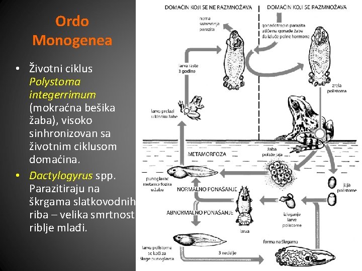 Ordo Monogenea • Životni ciklus Polystoma integerrimum (mokraćna bešika žaba), visoko sinhronizovan sa životnim