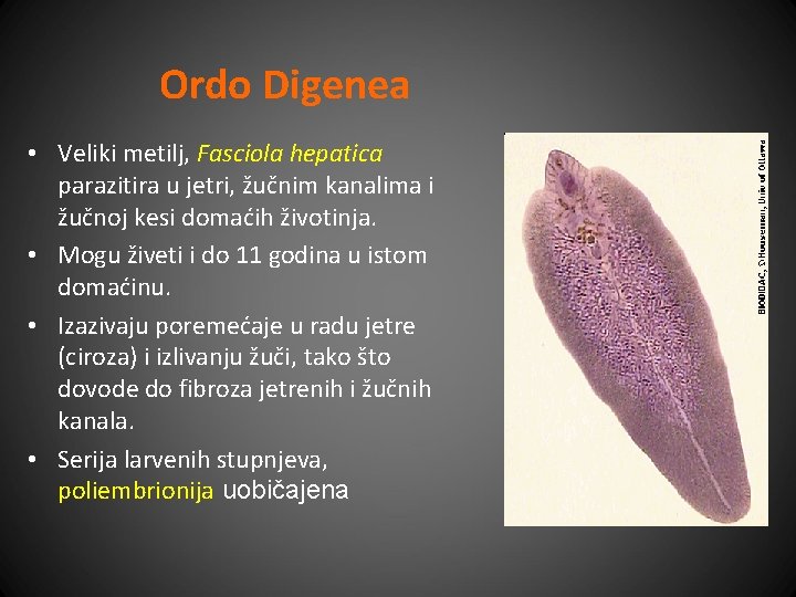 Ordo Digenea • Veliki metilj, Fasciola hepatica parazitira u jetri, žučnim kanalima i žučnoj