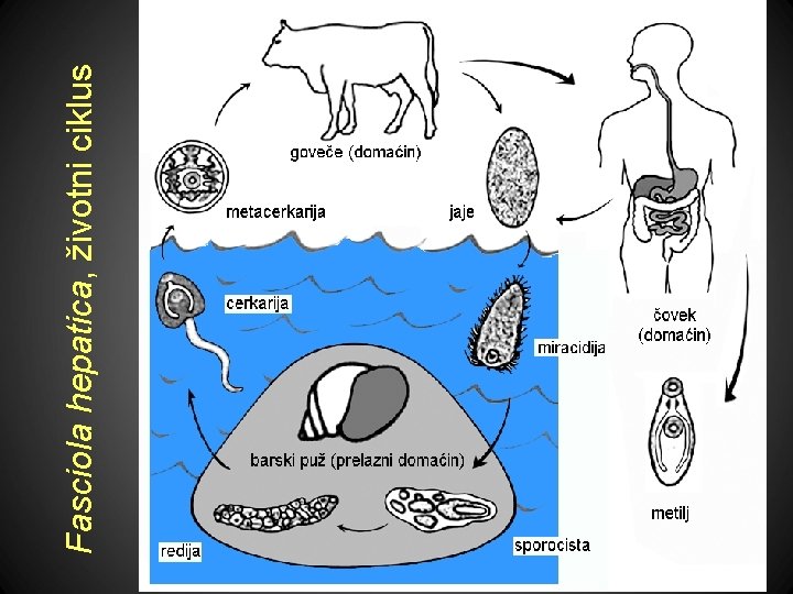 Fasciola hepatica, životni ciklus 