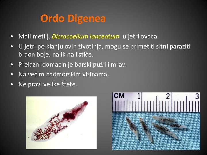 Ordo Digenea • Mali metilj, Dicrocoelium lanceatum u jetri ovaca. • U jetri po