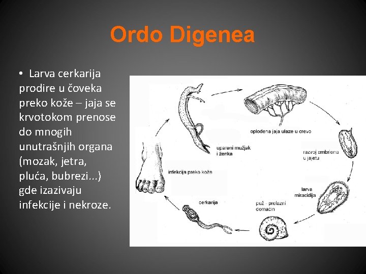 Ordo Digenea • Larva cerkarija prodire u čoveka preko kože – jaja se krvotokom