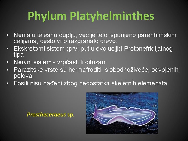 Phylum Platyhelminthes • Nemaju telesnu duplju, već je telo ispunjeno parenhimskim ćelijama; često vrlo