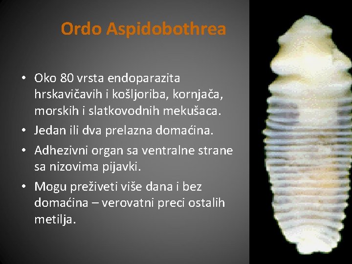 Ordo Aspidobothrea • Oko 80 vrsta endoparazita hrskavičavih i košljoriba, kornjača, morskih i slatkovodnih