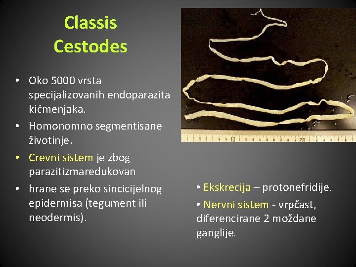 Classis Cestodes • Oko 5000 vrsta specijalizovanih endoparazita kičmenjaka. • Homonomno segmentisane životinje. •