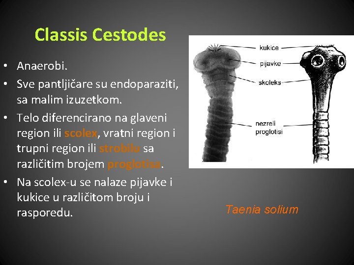 Classis Cestodes • Anaerobi. • Sve pantljičare su endoparaziti, sa malim izuzetkom. • Telo